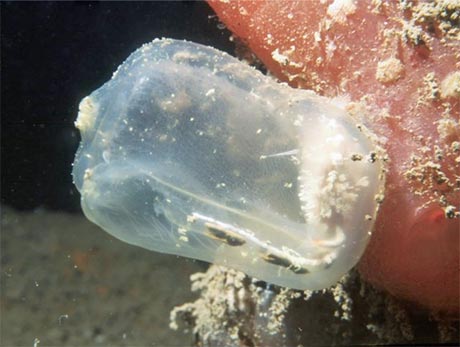 Tunicate or Sea Squirt